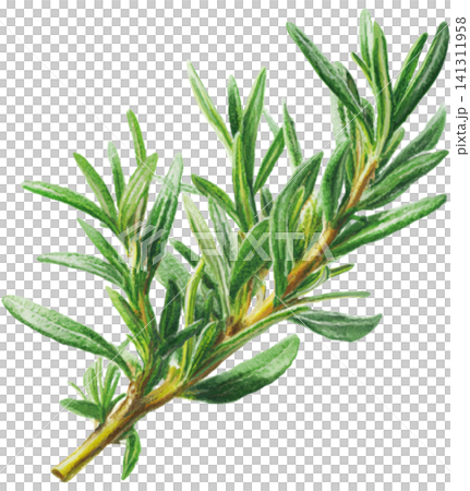 Rosemary Rosemary 141311958