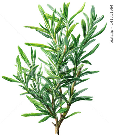 Rosemary Rosemary 141311964