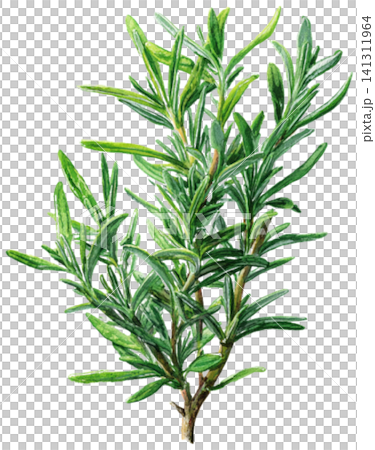 Rosemary Rosemary 141311964
