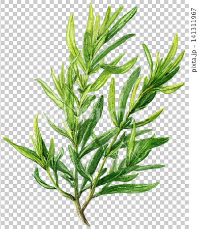 Rosemary Rosemary 141311967