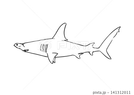 シロシュモクザメの手描き線画イラスト 横向き 白背景 シロシュモクザメの手描き線画イラスト 横向き 白背景 141312011