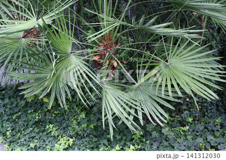 Overhead View of Fan Palm Fronds over a Bed of Green Ivy Overhead View of Fan Palm Fronds over a Bed of Green Ivy 141312030
