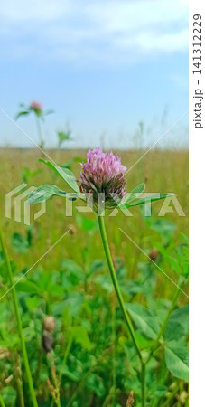 Pink clover flower blooming on a green wild meadow under a blue sky 141312229