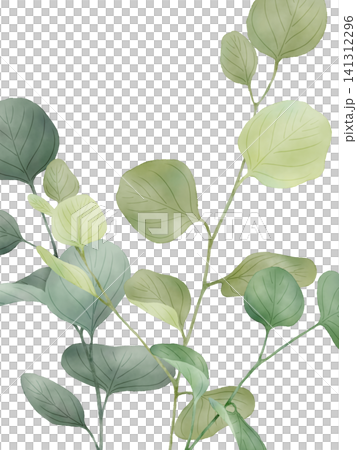 植物背景:楊桉 植物背景:楊桉 141312296