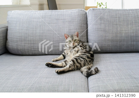 毛繕いの途中でカメラに気づいて手を止めるアメリカンショートヘアの猫 毛繕いの途中でカメラに気づいて手を止めるアメリカンショートヘアの猫 141312390