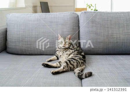 毛繕いの途中でカメラに気づいて手を止めるアメリカンショートヘアの猫 毛繕いの途中でカメラに気づいて手を止めるアメリカンショートヘアの猫 141312391