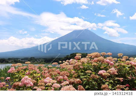 夏　ピンク色のアナベルと青い富士山 141312418