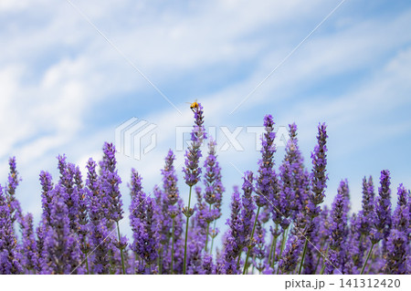 夏 満開のラベンダー畑で蜜を集めるハチ 夏 満開のラベンダー畑で蜜を集めるハチ 141312420