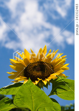 綺麗に咲いたヒマワリと夏の青空 縦位置写真 綺麗に咲いたヒマワリと夏の青空 縦位置写真 141312463