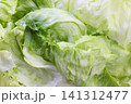 レタス 141312477
