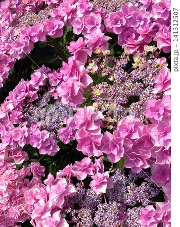 初夏を彩る鮮やかなピンク色のアジサイ(紫陽花)のクローズアップ 初夏を彩る鮮やかなピンク色のアジサイ(紫陽花)のクローズアップ 141312507