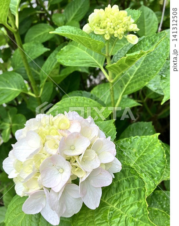 水滴が輝くアジサイ(紫陽花)と初夏の若葉イメージ 水滴が輝くアジサイ(紫陽花)と初夏の若葉イメージ 141312508