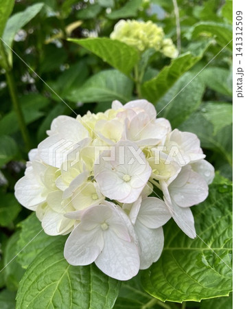 雨上がりに咲く白と薄ピンクのアジサイ(紫陽花)のクローズアップ 雨上がりに咲く白と薄ピンクのアジサイ(紫陽花)のクローズアップ 141312509