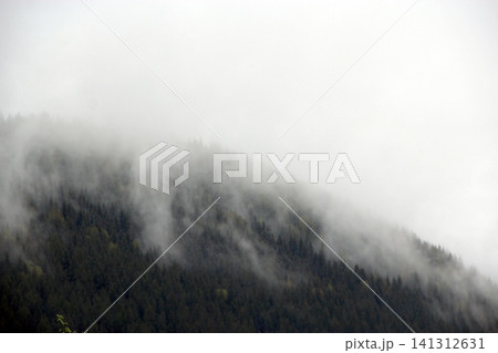 Thick white fog and mist covering a dark pine forest on a mountain slope Thick white fog and mist covering a dark pine forest on a mountain slope 141312631