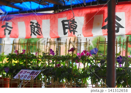 朝顔市のある風景 7月台東305入谷 朝顔市 朝顔市のある風景 7月台東305入谷 朝顔市 141312658