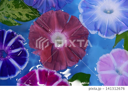 水に浮かぶ朝顔の花 7月台東323入谷朝顔市 水に浮かぶ朝顔の花 7月台東323入谷朝顔市 141312676