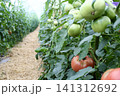 ハウス栽培で育つトマト 141312692