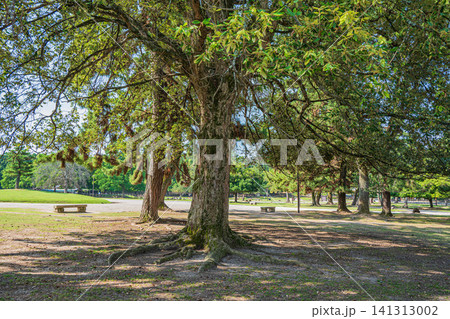夏の奈良公園 夏の奈良公園 141313002