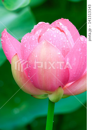 雨上がりの蓮の花 雨上がりの蓮の花 141313143