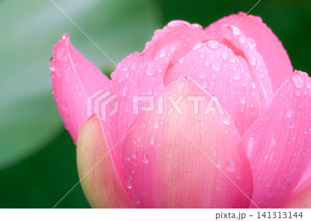 雨上がりの蓮の花 雨上がりの蓮の花 141313144