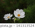 白いコスモスの花 141313524