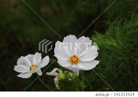 白いコスモスの花 白いコスモスの花 141313524