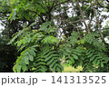 クルミの実 141313525