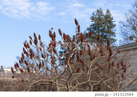 A staghorn sumac tree displaying iconic red velvet fruit clusters against a crisp blue winter sky, illustrating the dormant beauty of nature in a serene urban public garden landscape A staghorn sumac tree displaying iconic red velvet fruit clusters against a crisp blue winter sky, illustrating the dormant beauty of nature in a serene urban public garden landscape 141313564