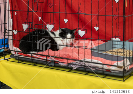A black and white cat sits inside a wire cage with a heart pattern cloth background on a bright yellow table, illustrating animal shelter rescue and pet safety during transport 141313658