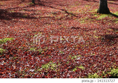 紅葉したもみじの絨毯 紅葉したもみじの絨毯 141313727