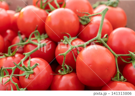 Fresh red vine tomatoes bunched together in a cluster representing healthy organic produce and sustainable farm agriculture harvest for culinary cooking in a local marketplace 141313806