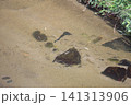 鮎が苔をはむ 141313906