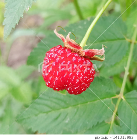 Delicious strawberry raspberry fruit growing on a green bush with fresh leaves Delicious strawberry raspberry fruit growing on a green bush with fresh leaves 141313982