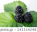 Fresh organic blackberry with leaves 141314248