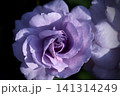Rainy blue rose with dark background. Top view. 141314249