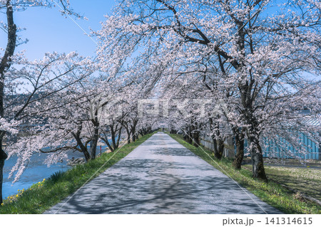 飛騨市古川町 御所桜のトンネルと一本道 飛騨市古川町 御所桜のトンネルと一本道 141314615