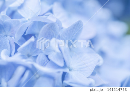 淡い水色の紫陽花 花弁アップの柔らかな光 淡い水色の紫陽花 花弁アップの柔らかな光 141314758