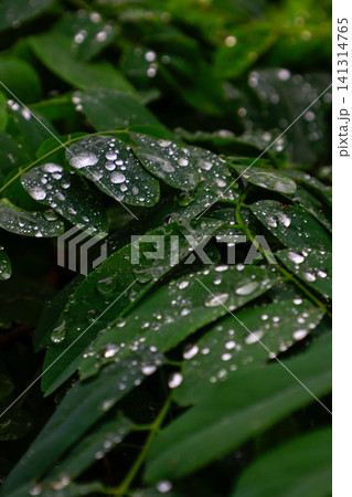 雨に濡れる葉 141314765