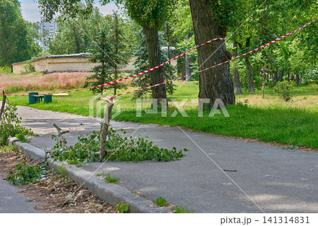 Fenced tree branches fallen after the storm Fenced tree branches fallen after the storm 141314831