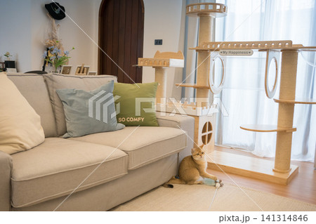 gold british cat kitten playing and having fun in living room gold british cat kitten playing and having fun in living room 141314846
