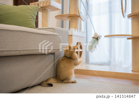 gold british cat kitten playing and having fun in living room gold british cat kitten playing and having fun in living room 141314847