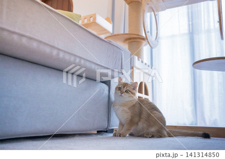 gold british cat kitten playing and having fun in living room gold british cat kitten playing and having fun in living room 141314850