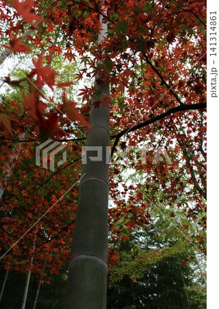 竹と紅葉 竹と紅葉 141314861