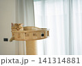 gold british cat kitten playing and having fun in living room 141314881