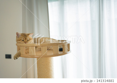 gold british cat kitten playing and having fun in living room gold british cat kitten playing and having fun in living room 141314881