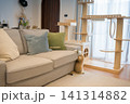 gold british cat kitten playing and having fun in living room 141314882