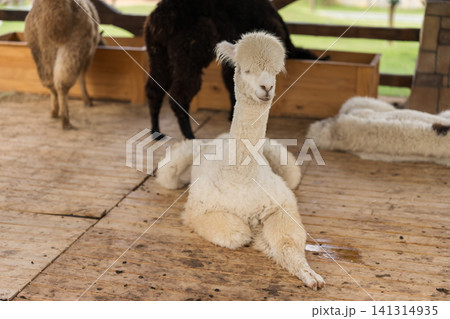 alpaca resting in its cot alpaca resting in its cot 141314935