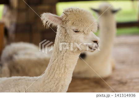 close up alpaca resting in cot close up alpaca resting in cot 141314936