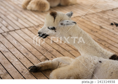 close up alpaca resting in cot close up alpaca resting in cot 141314938