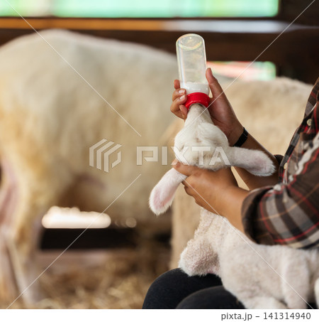 feeding baby sheep or lamb with milk from bottle in farm 141314940